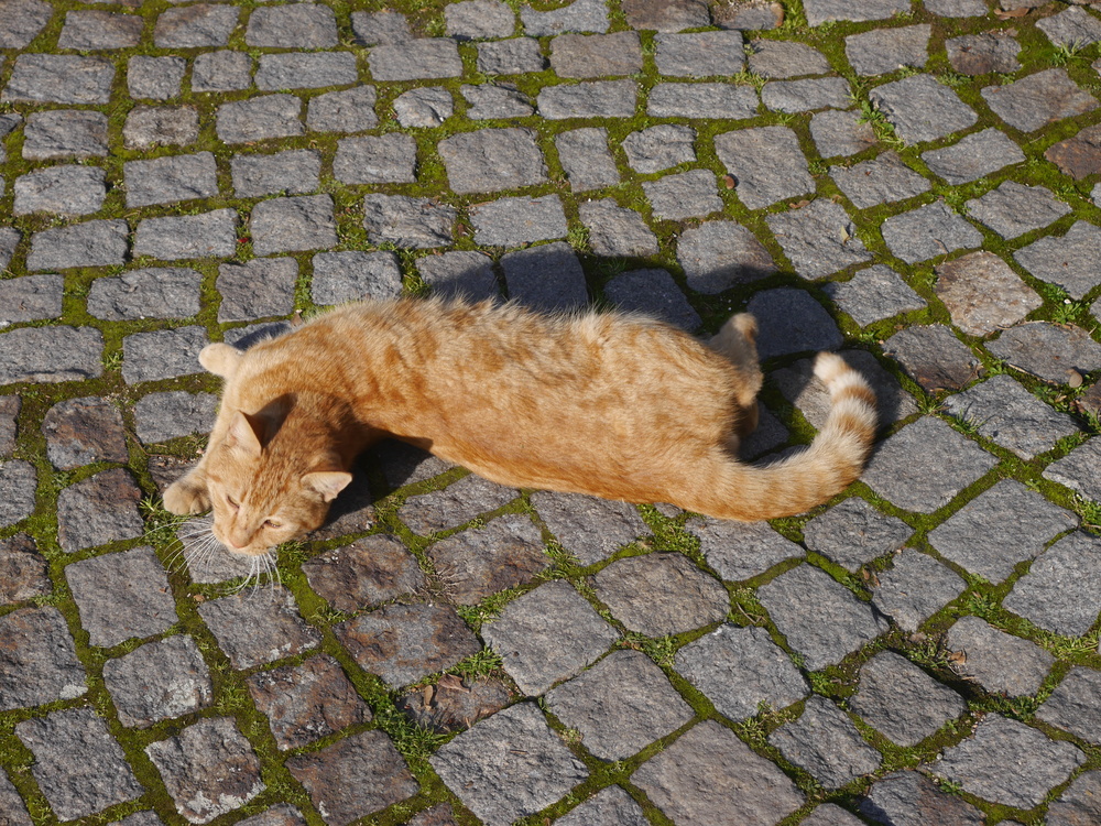  Kitty enjoying the sun outside the museums. 