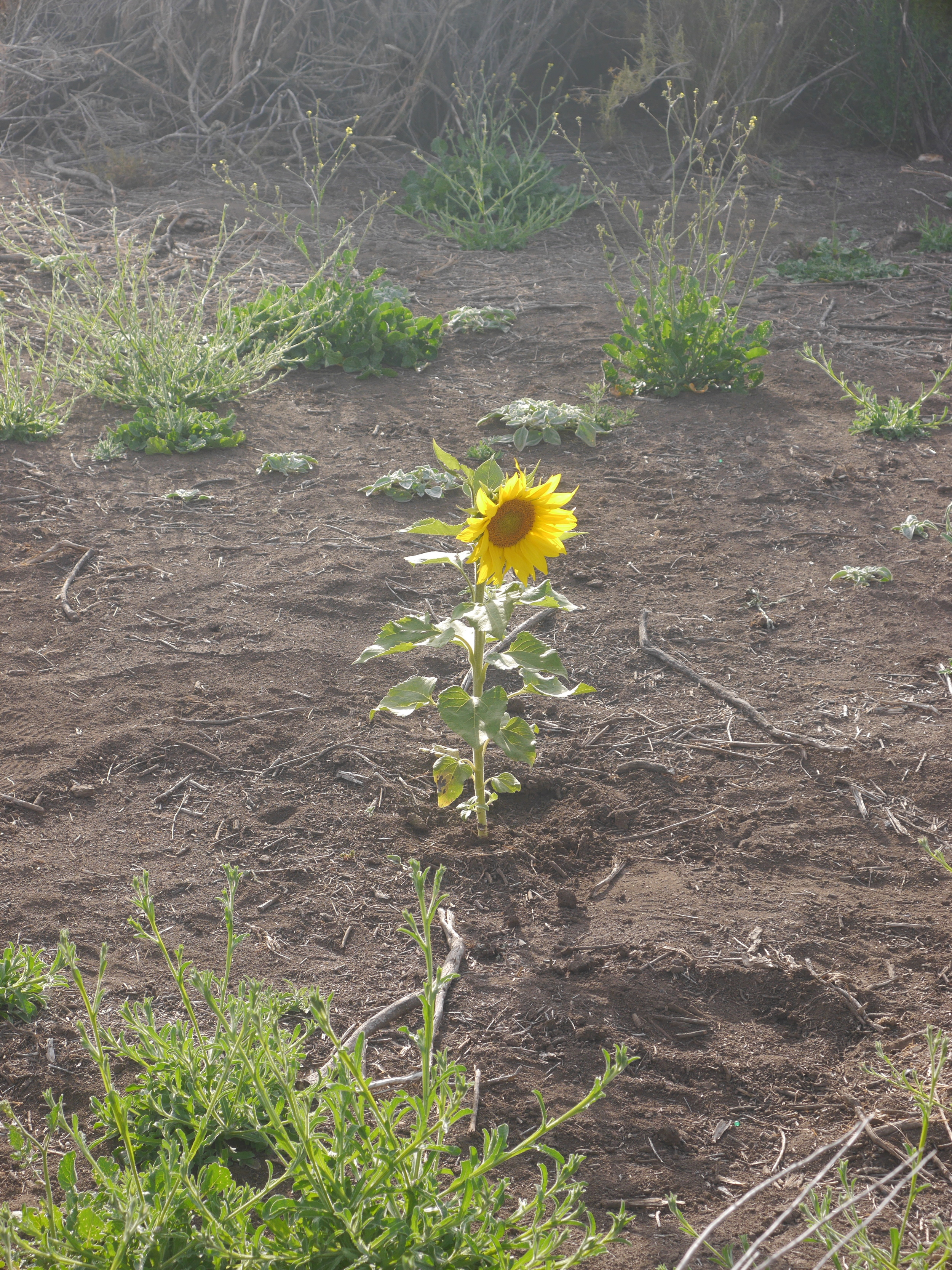  A solitary (and brightly lit) sunflower. 