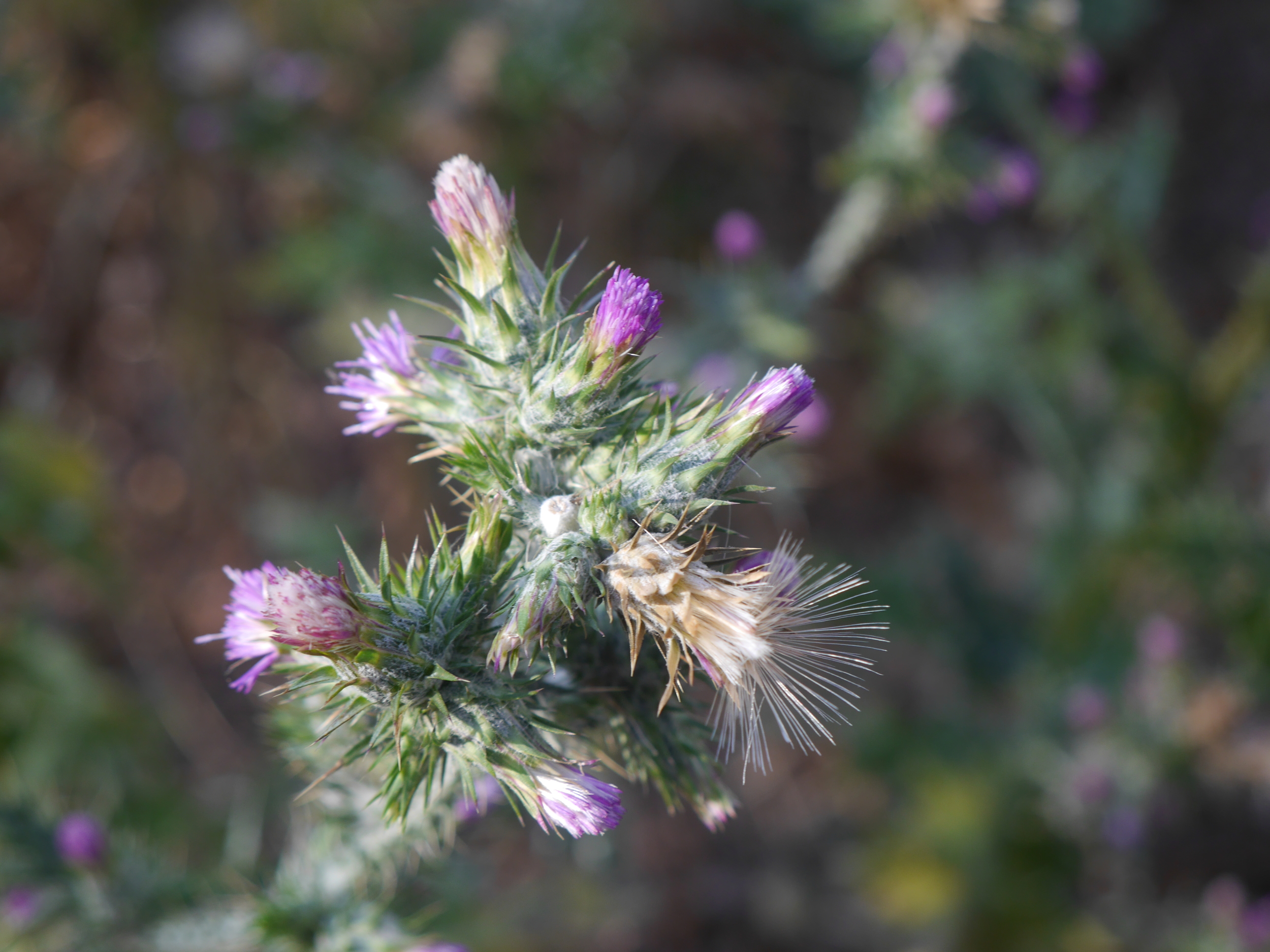  Thistle! 