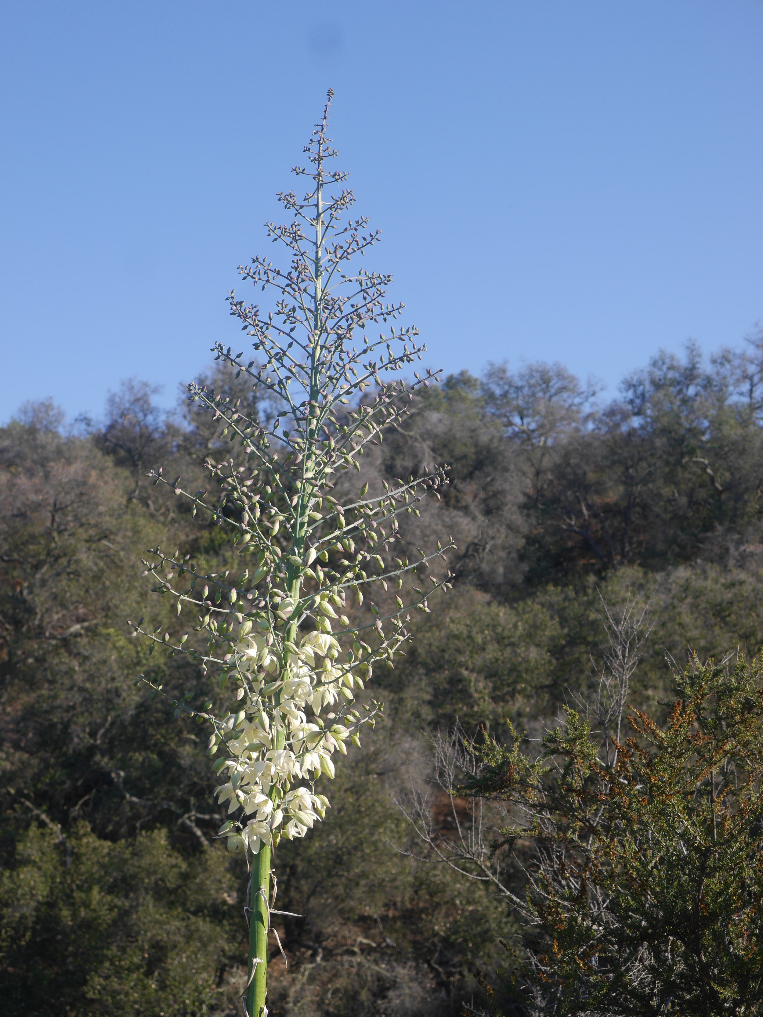  Partially flowering. 