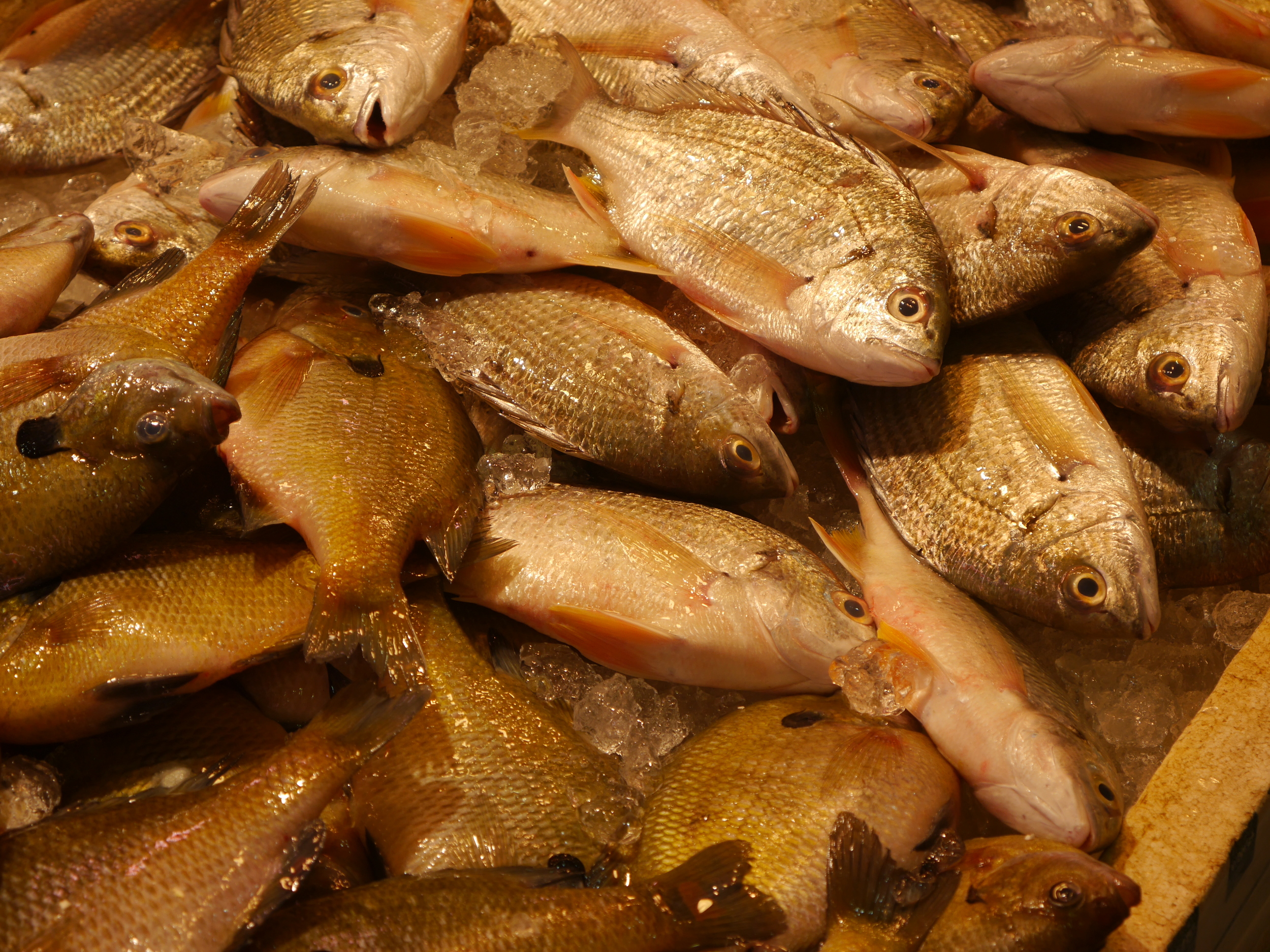  Fish. Seafood and pork are the two most prominent meats in Hong Kong. 