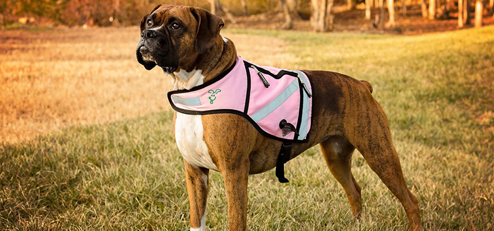 Daisy in Pink