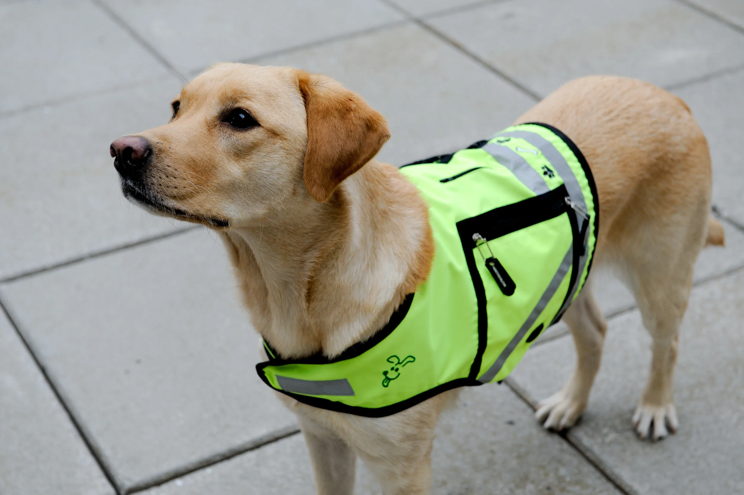 AGreenDog 034.jpg