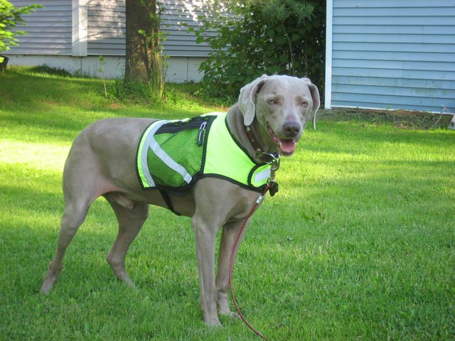 Hunter in his Vest.png