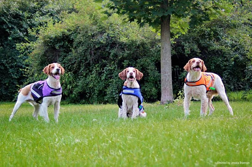 colorful furry friends.jpg