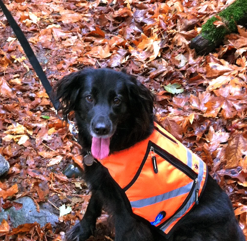 Black Lab OJ vest.jpg