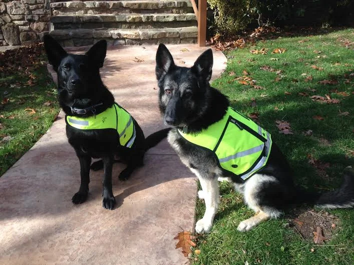 Customers dogs in neon yellow.jpg