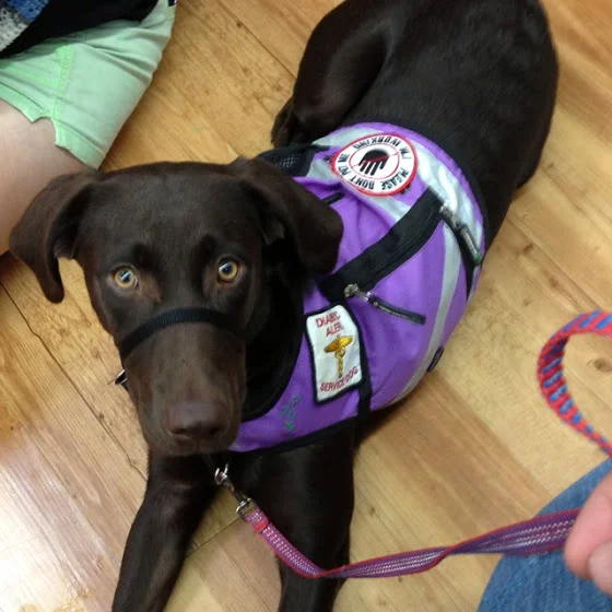 Purple Service Dog.jpg