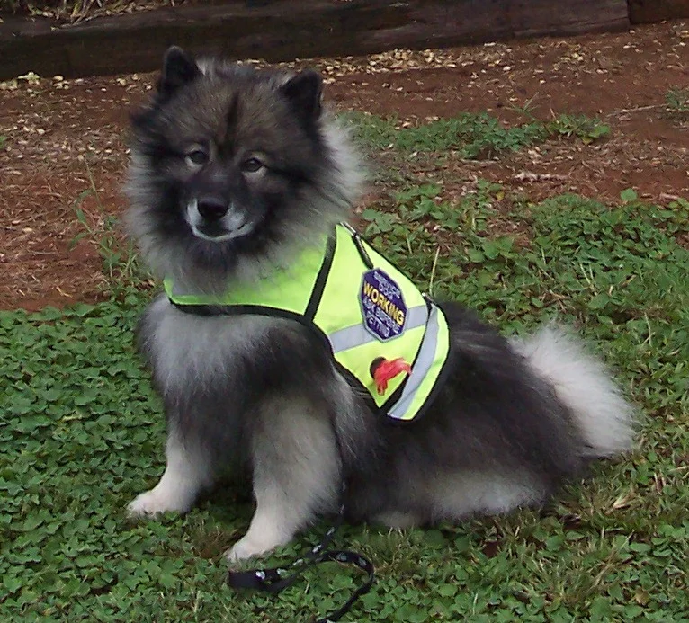 Service dog in Neon Vest.jpg