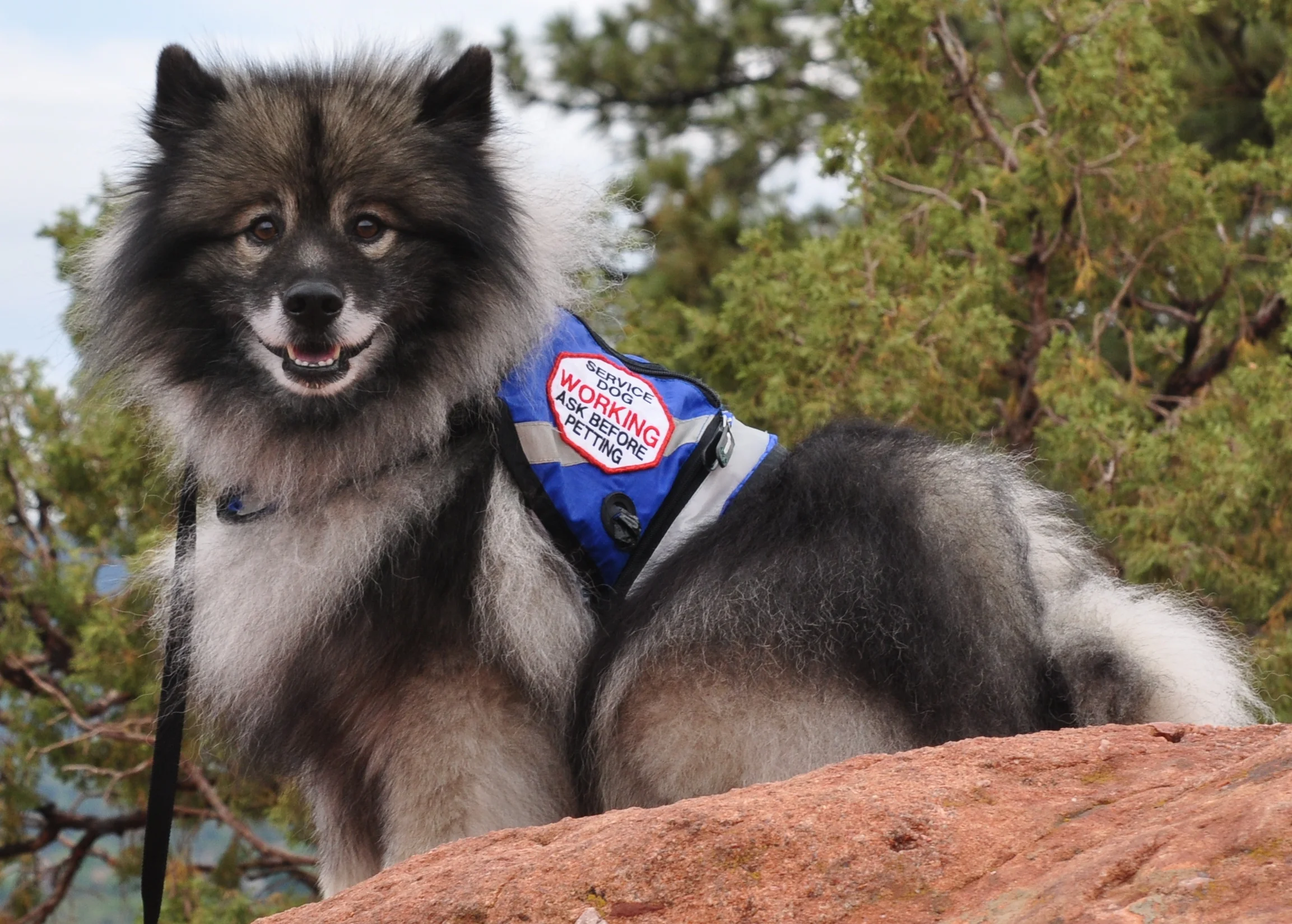 Service dog in blue vest.jpg