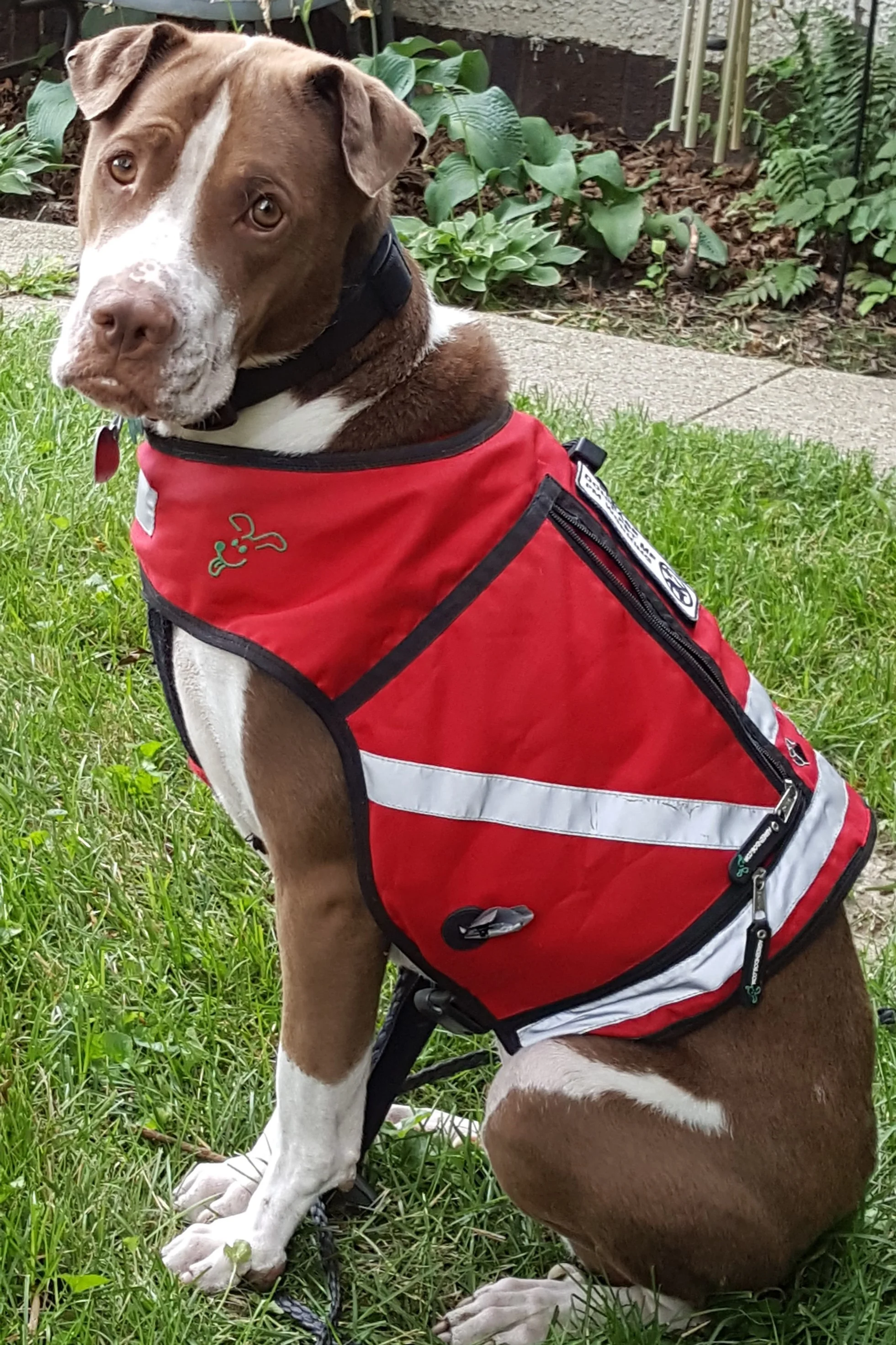 Service dog daisyMae in RED.jpg