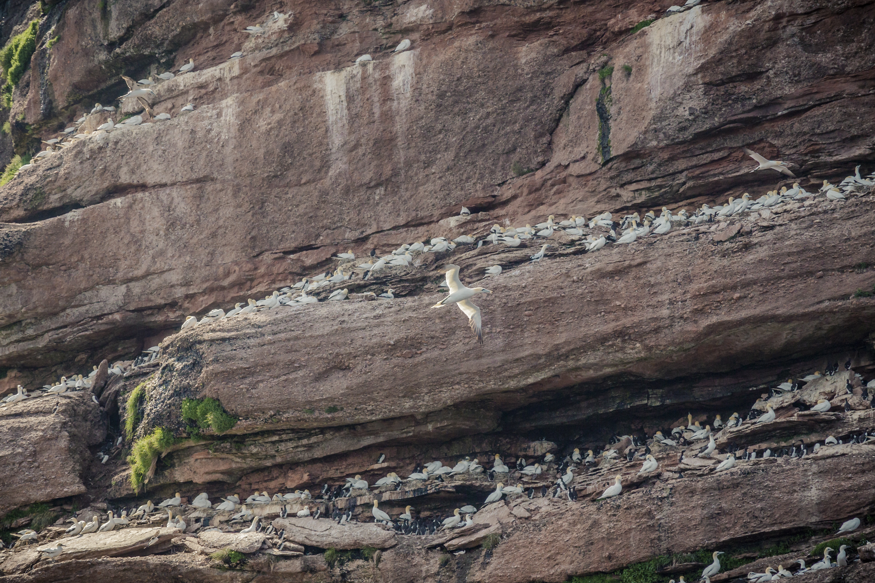 Bonaventure Island - Île Bonaventure - Percé - Quebec - Tora Photography