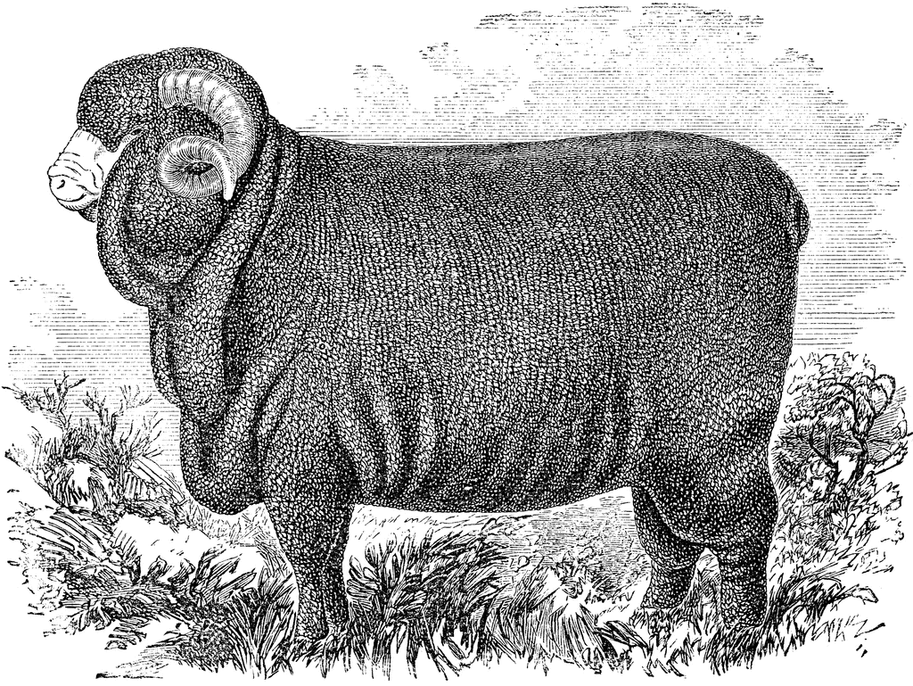 52756_merino_ram_lg.gif