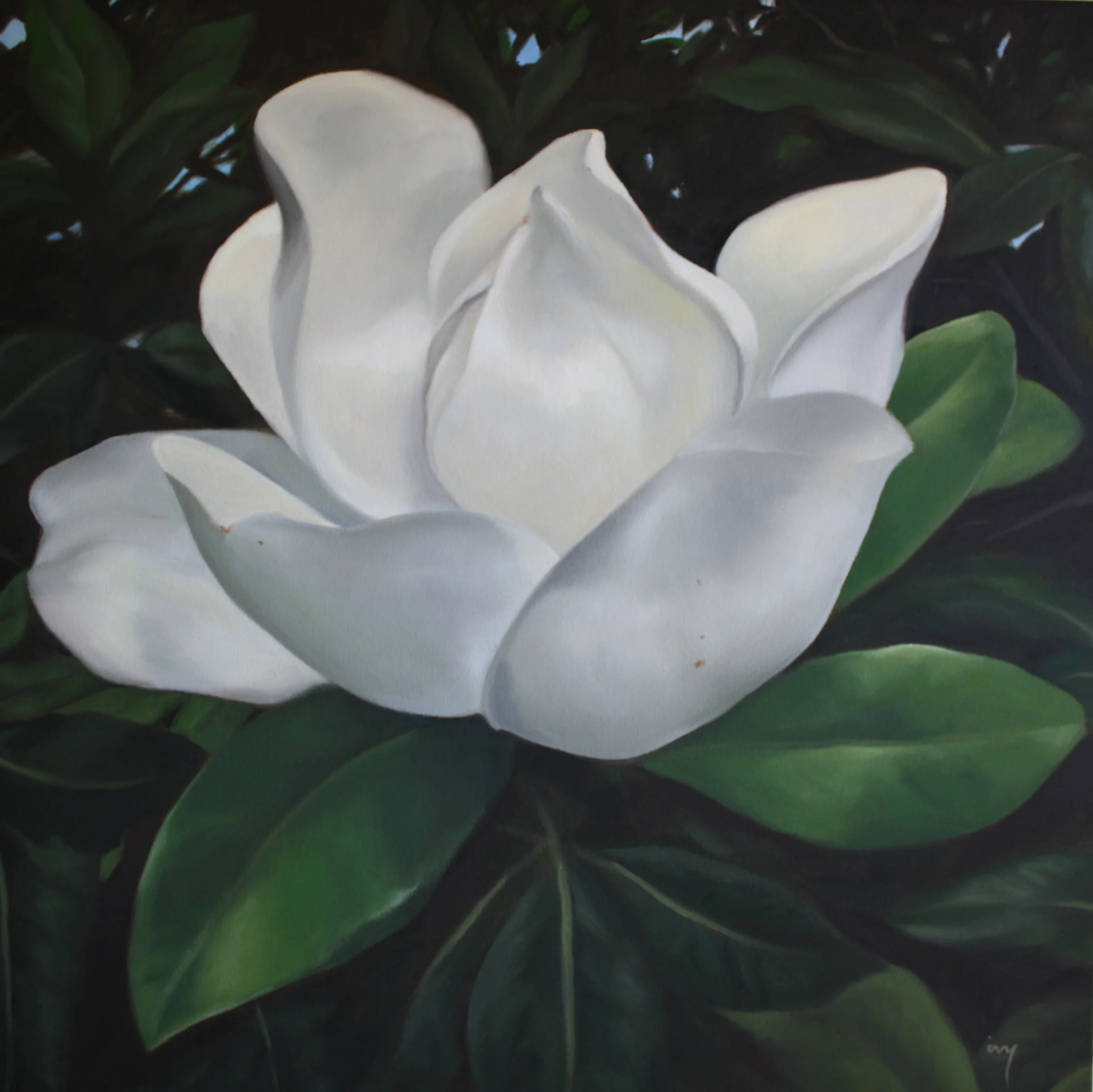 Magnolia