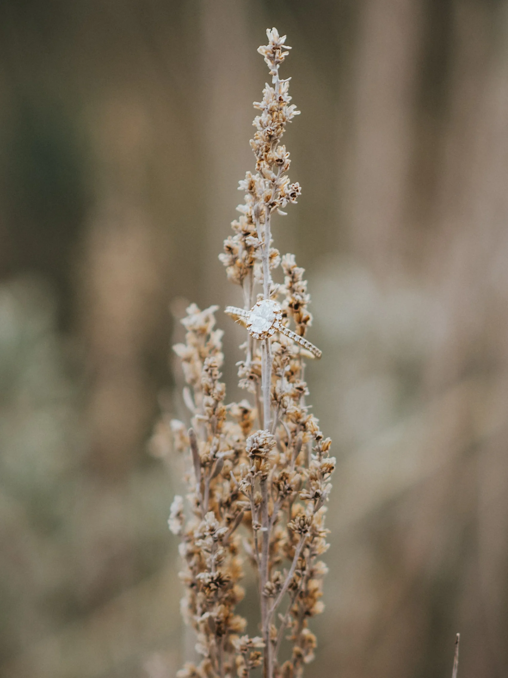  Engagement session photo ideas Logan Utah green canyon engagement session ring styling photos utah wild flowers flower and engagement ring pictures ring goals ring inspo diamond ring ring ideas simple wedding band summer engagement session bride to 