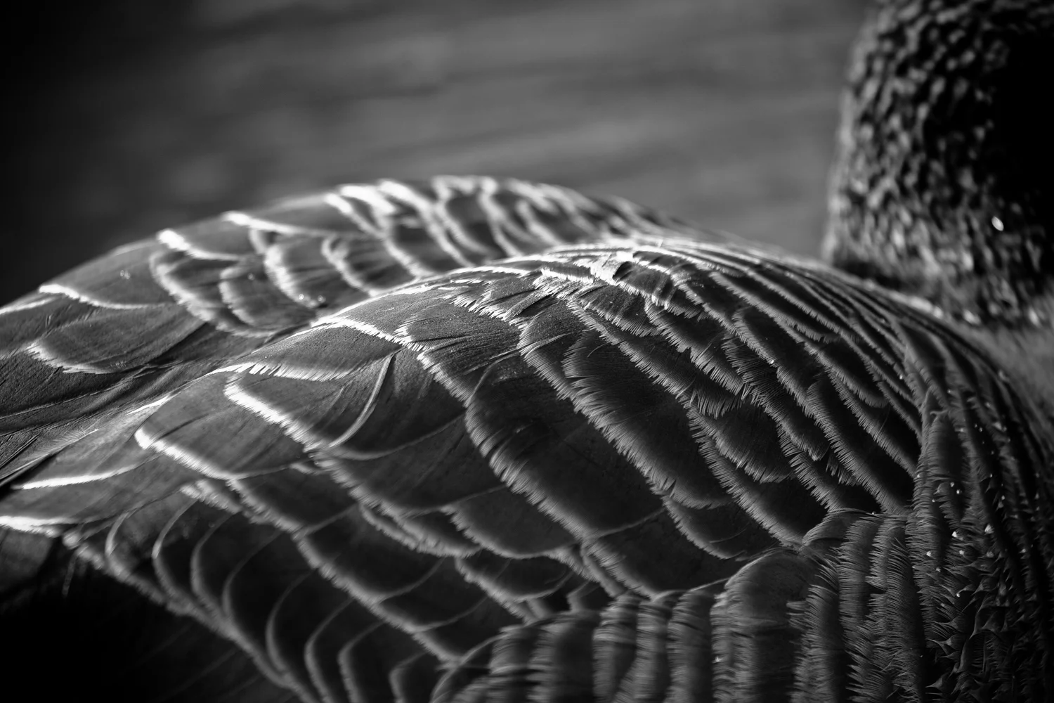 CANADIAN GOOSE