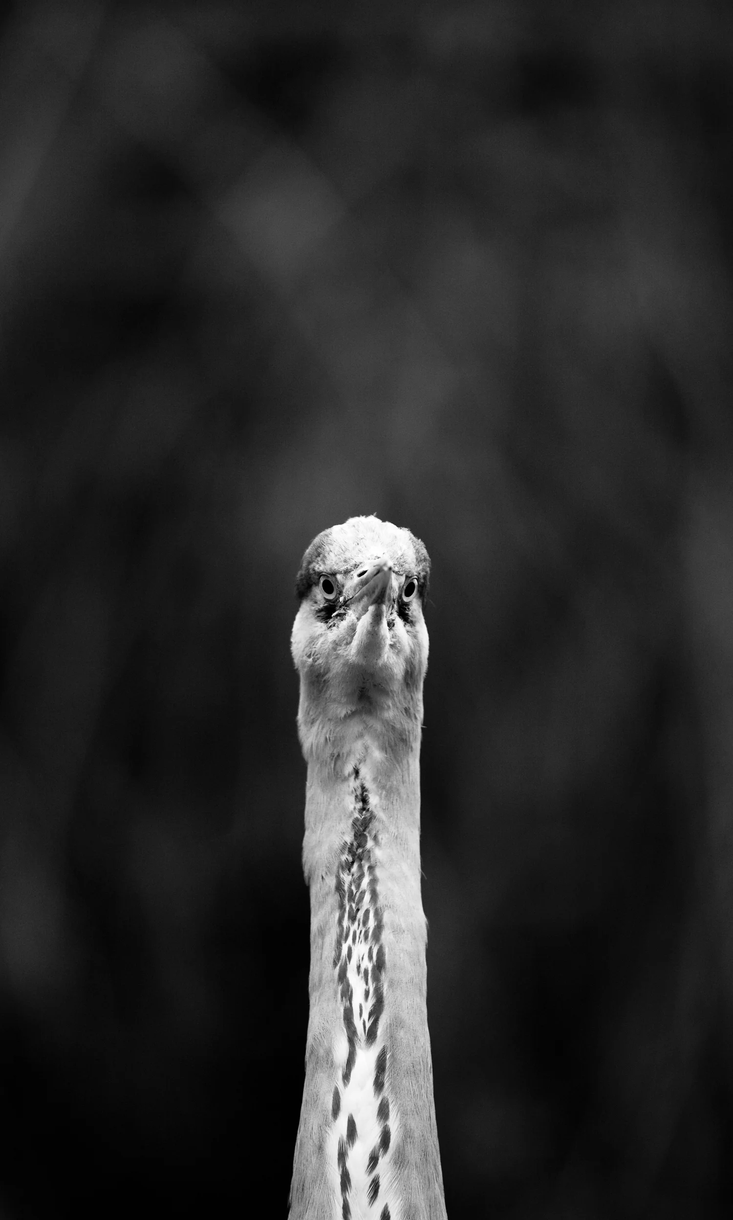 GREY HERON