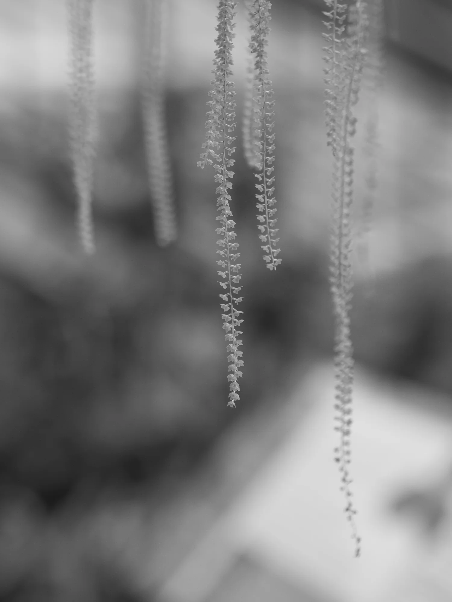 DANGLING LEAVES