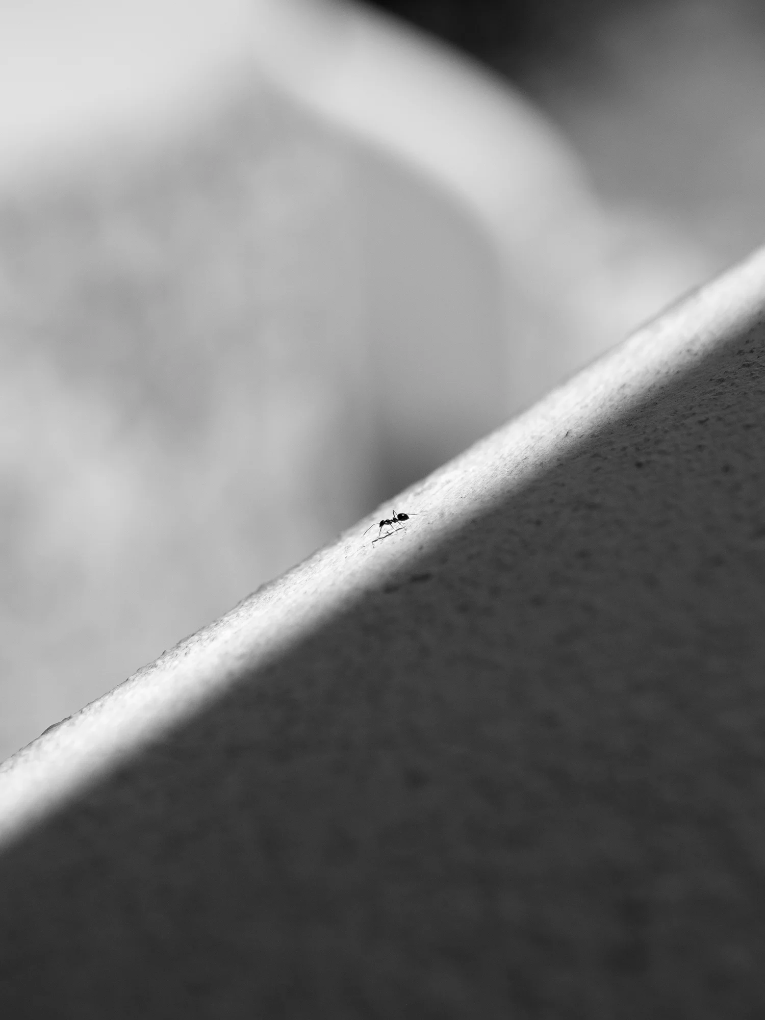 ANT