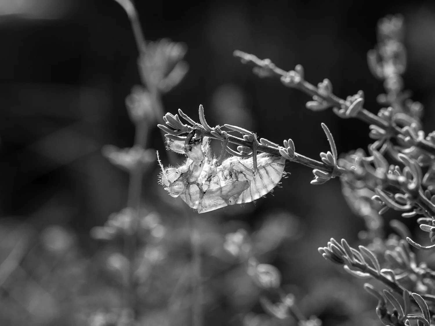 DISCARDED EXOSKELETON