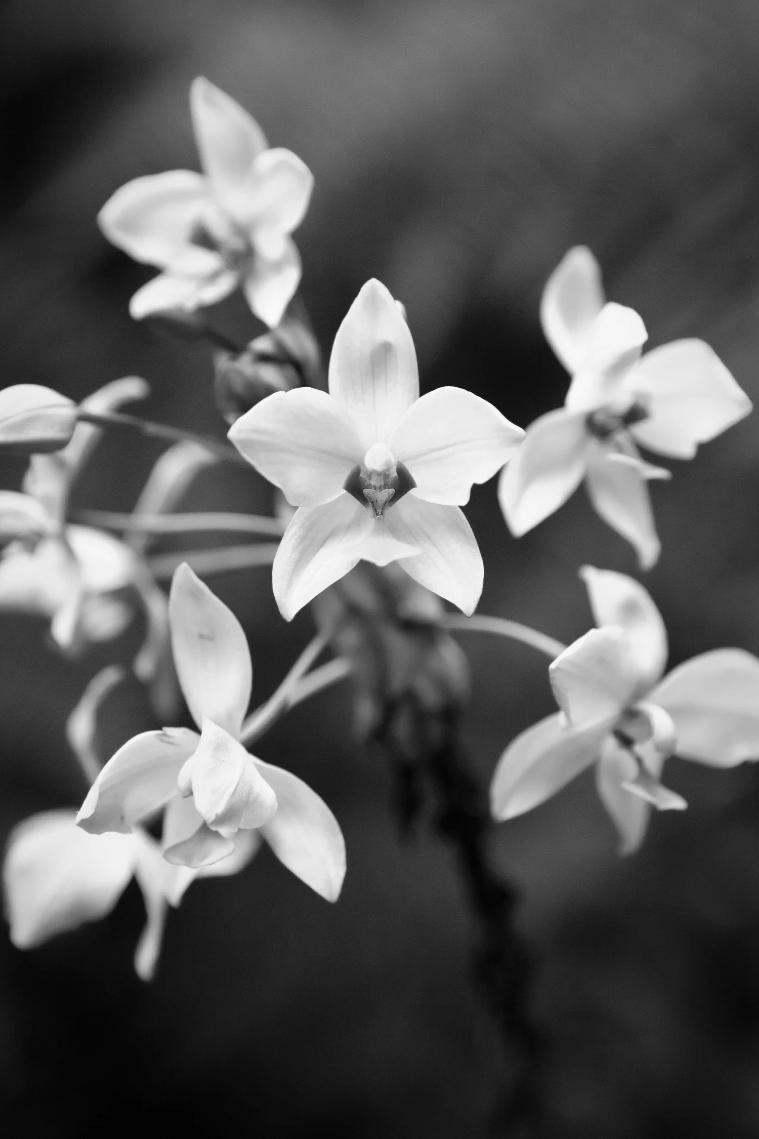 ORCHID