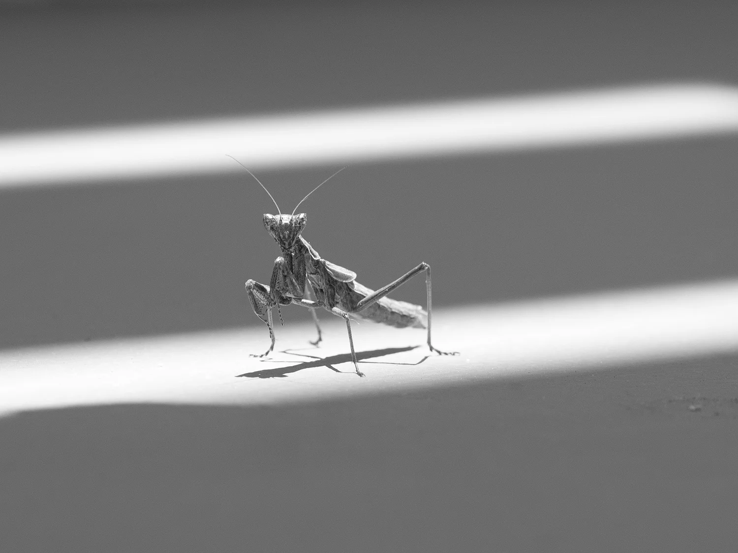 MANTIS