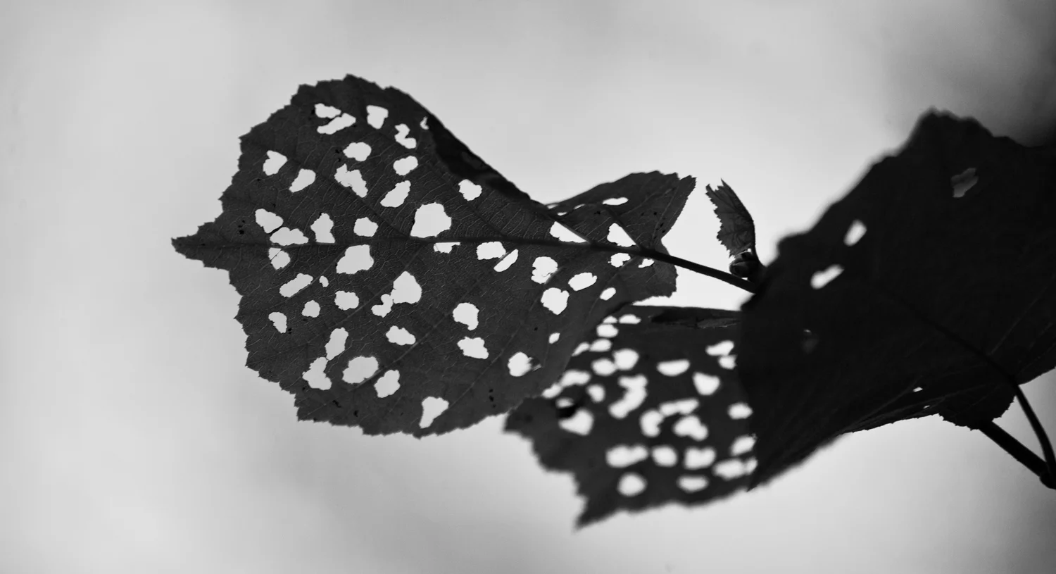 LEAVES