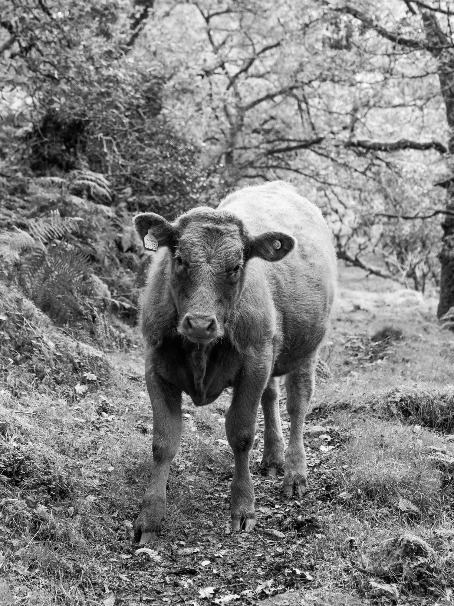HIGHLAND CALF