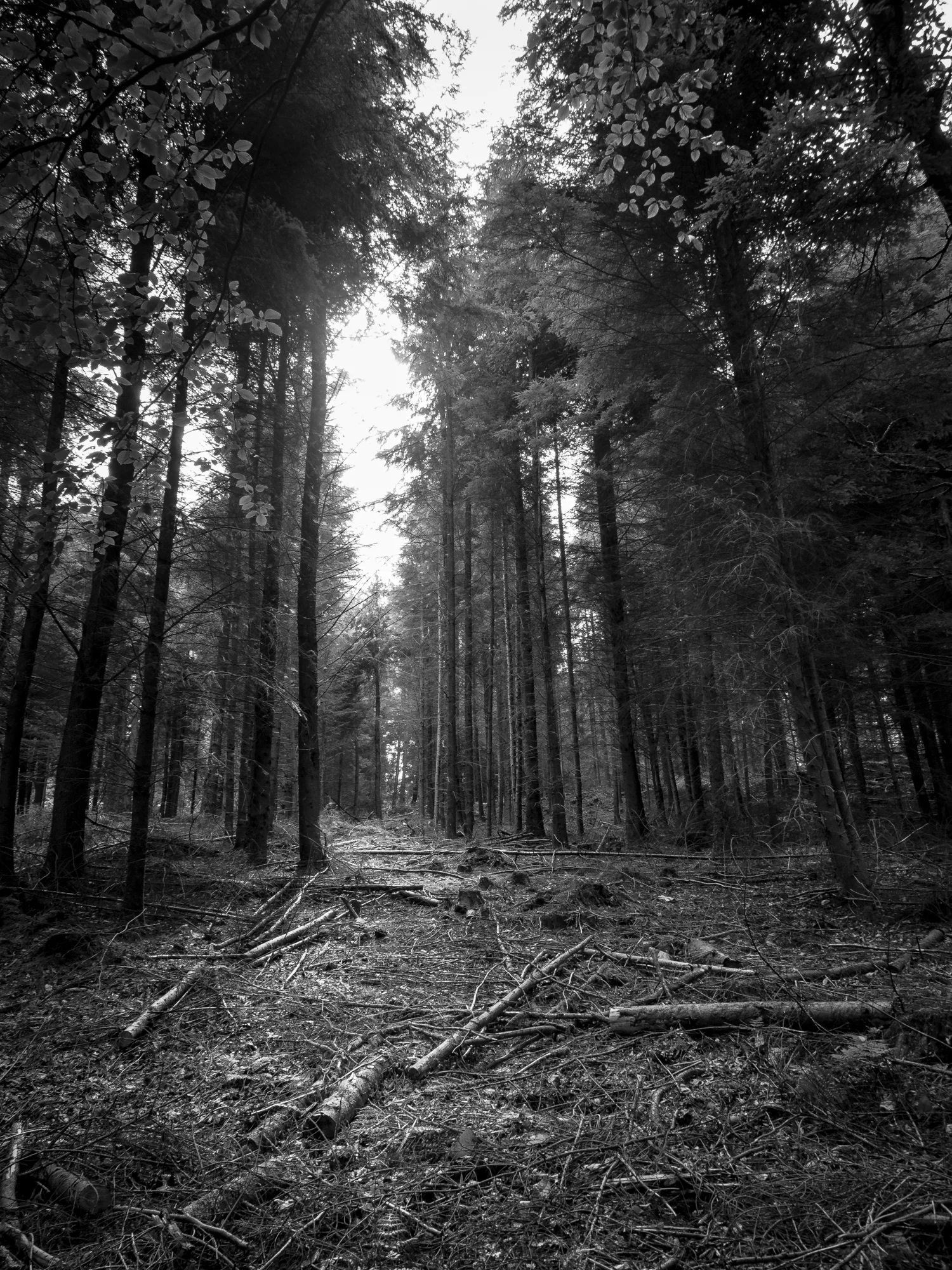 INTO THE WOODS