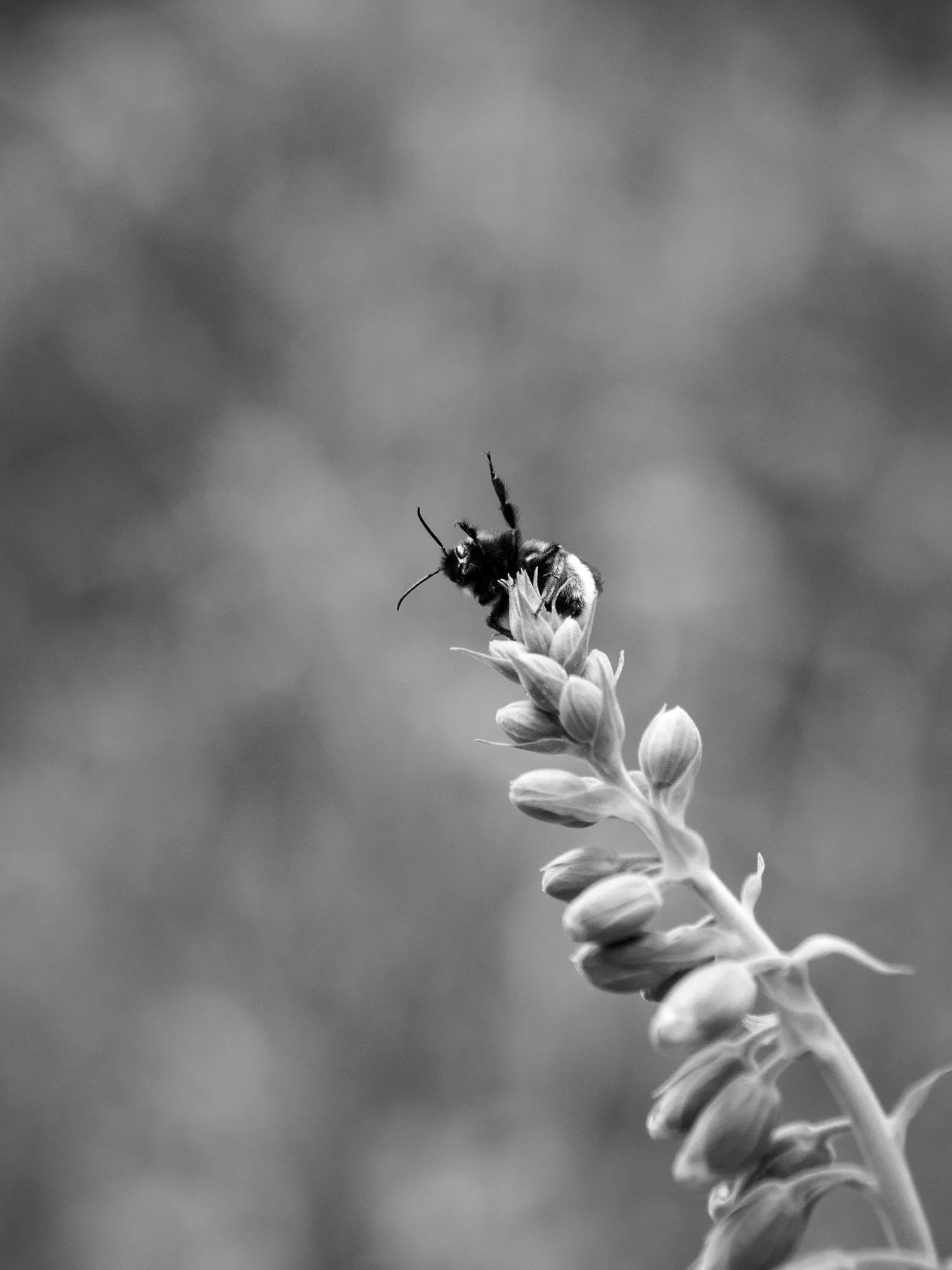 BEE ON FOXGLOVE
