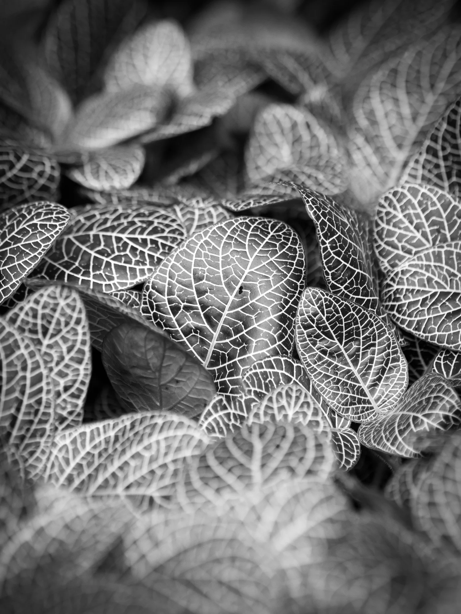 VARIAGATED LEAVES