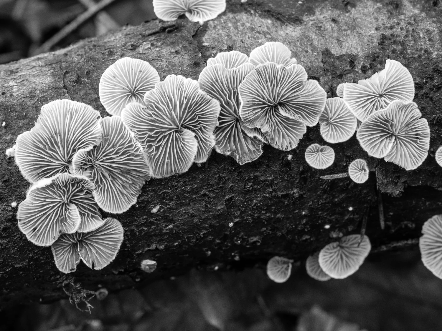 FUNGHI