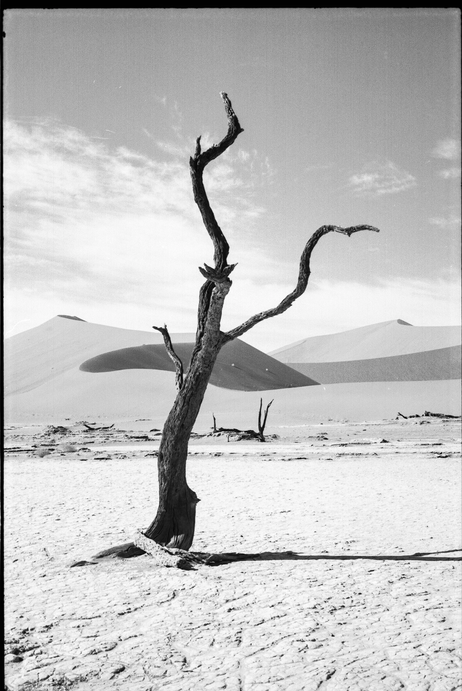 PETRIFIED TREE