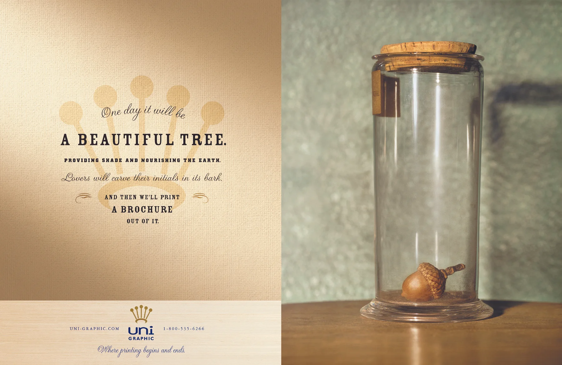 UNI_AcornTree.jpg