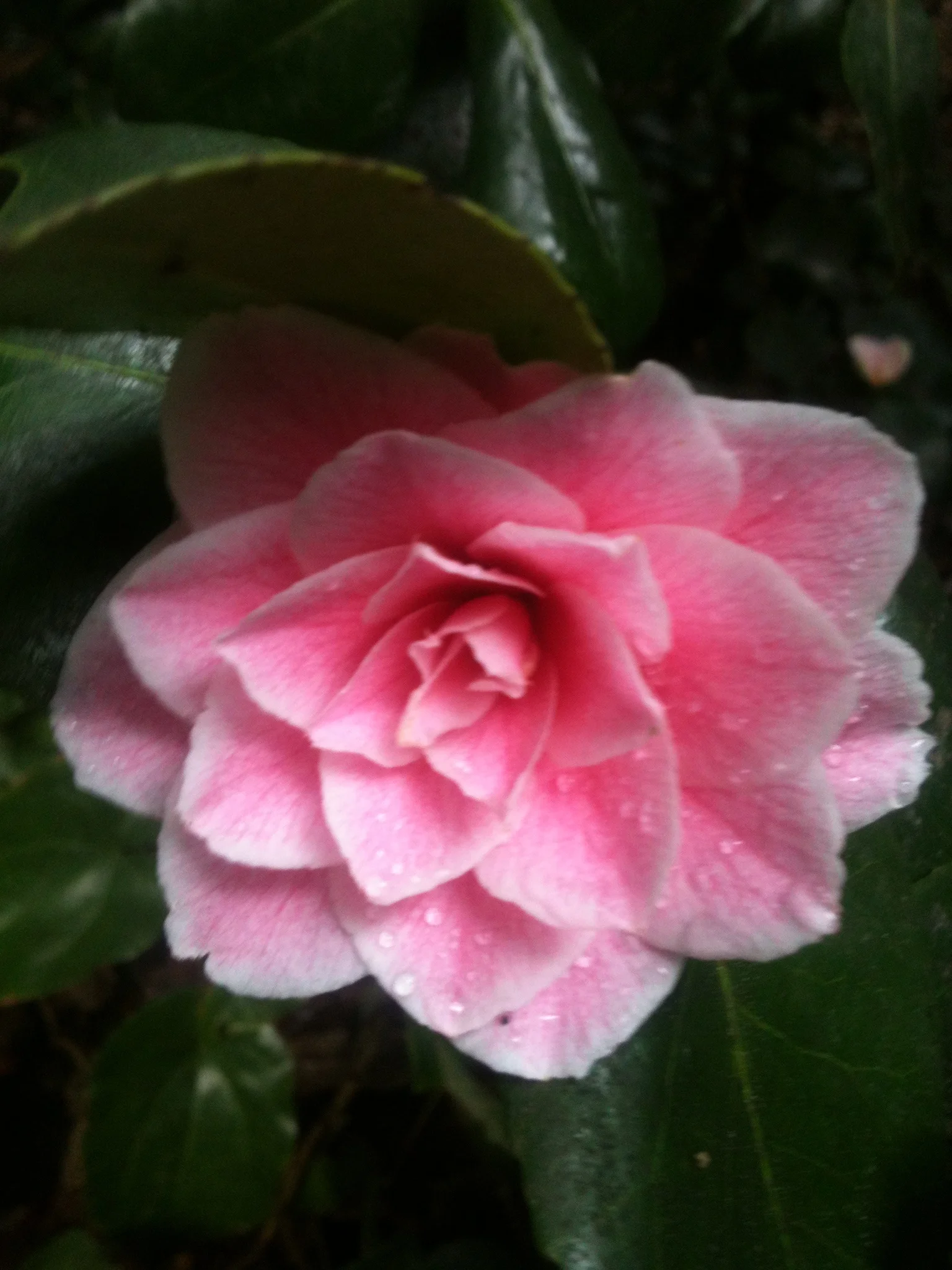 Gravidyoga Kurs - Graviditetens Rytmer 