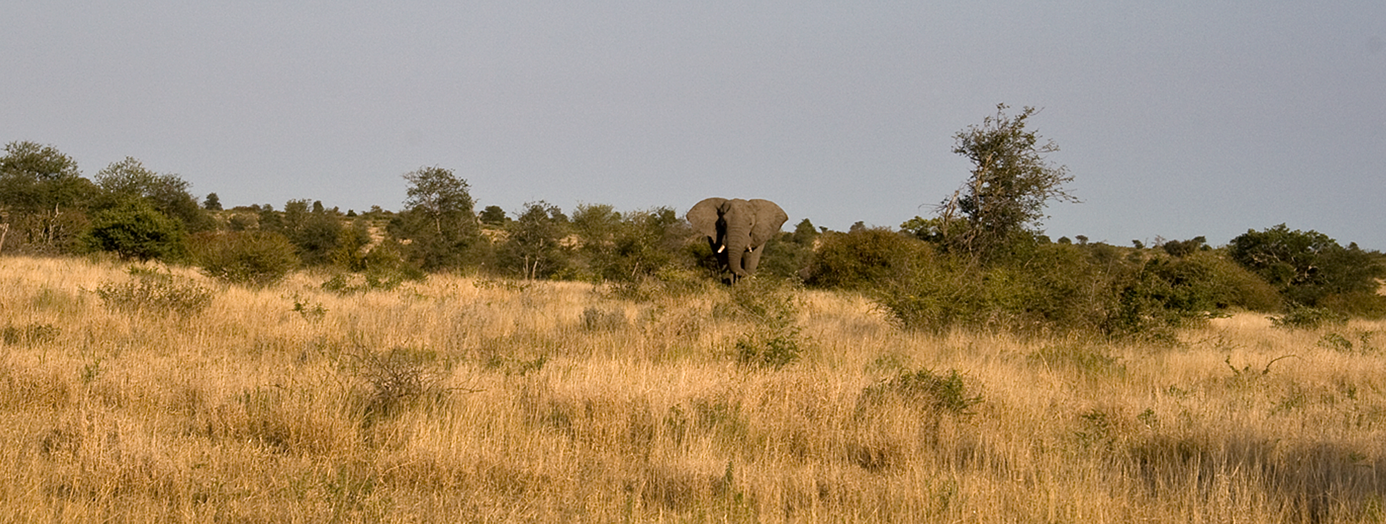 Kruger National Park, South Africa