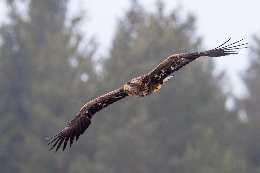 Adult havsörn