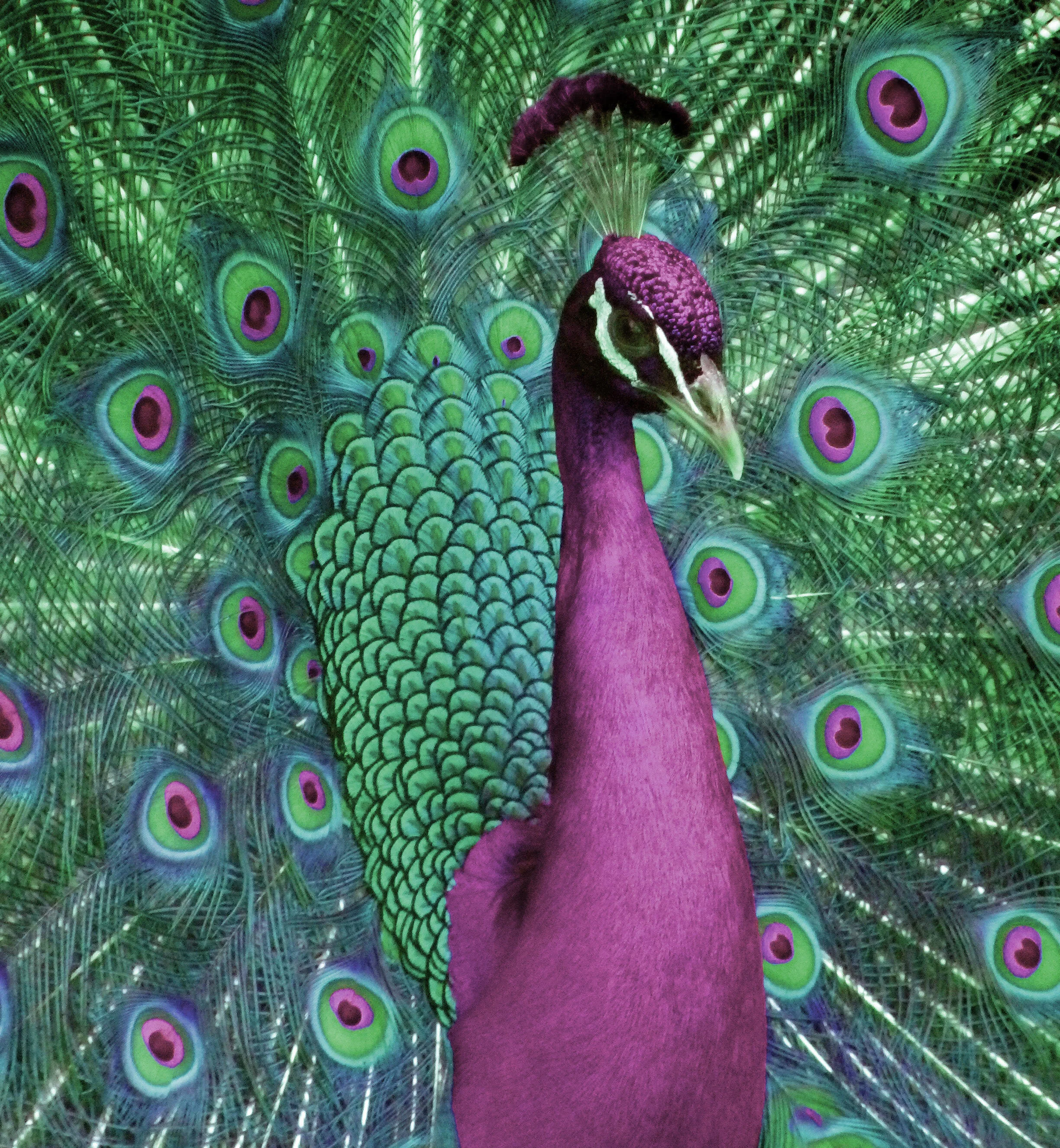 January 2026 - Mixed Media Assemblage Art &amp; Photography Show