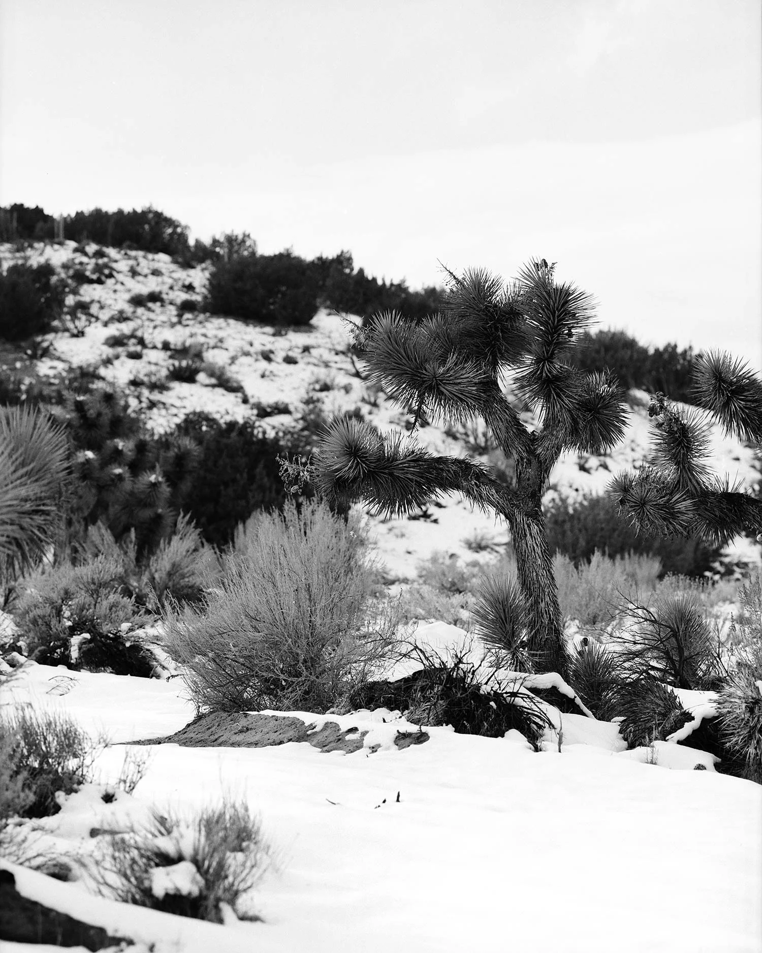Palmdale, California