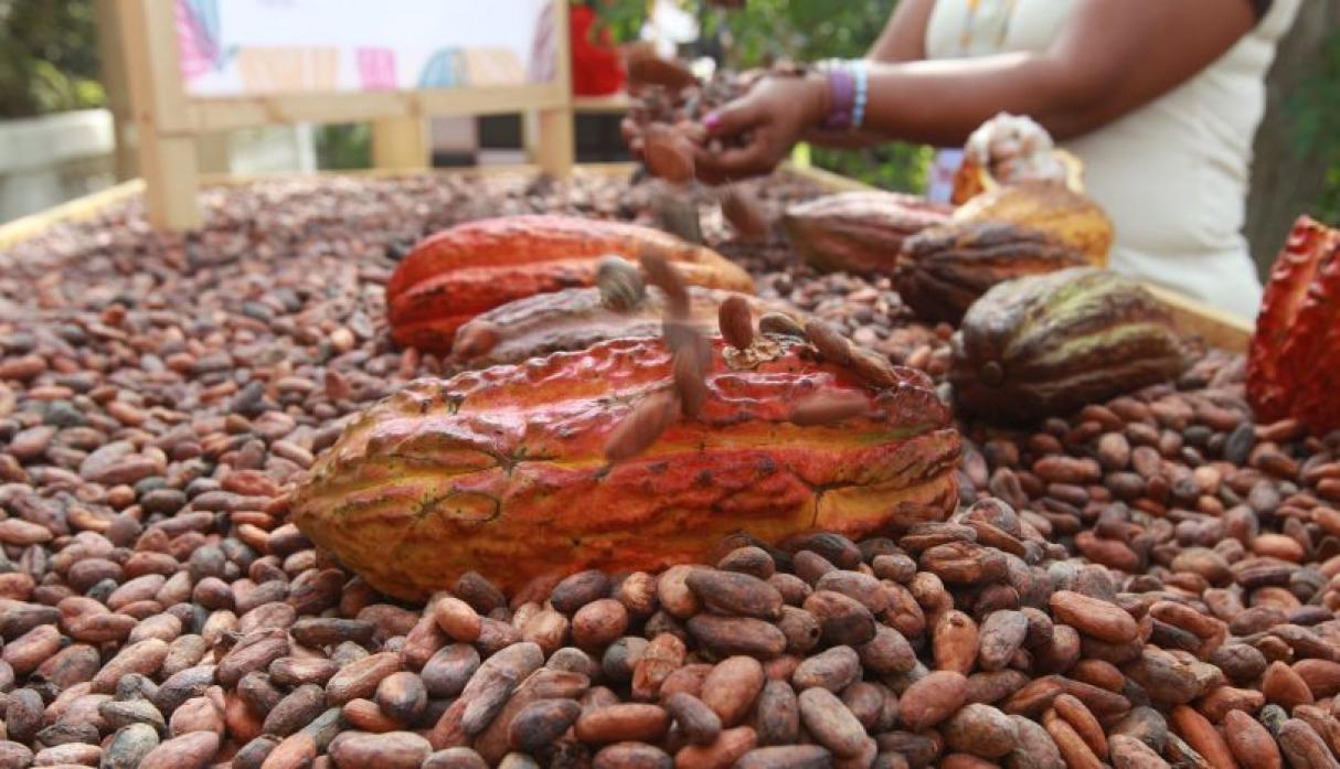 MUJERES EN EL CACAO.jpeg