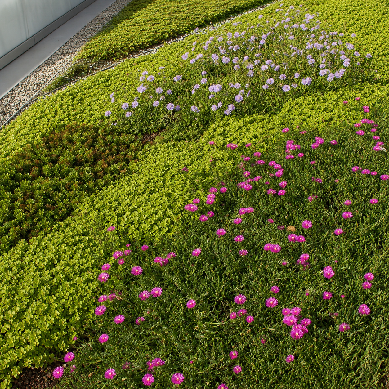 ALB Plaza native plants detail.png