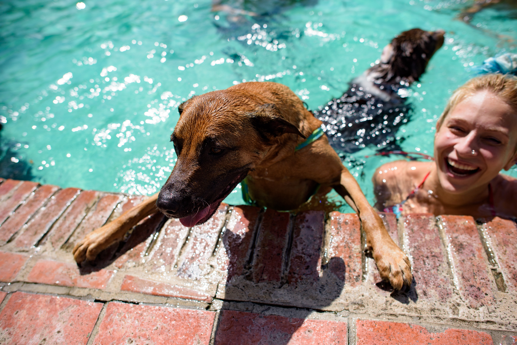 Paws-Pool-1.jpg