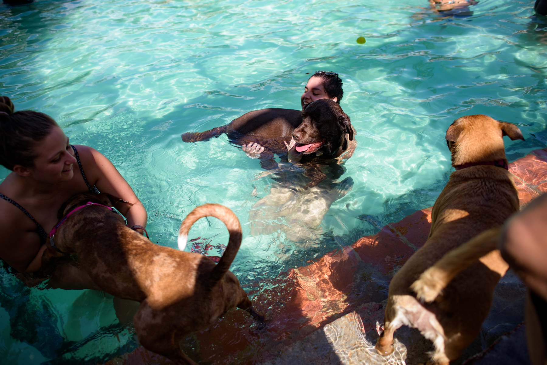 Paws-Pool-4.jpg