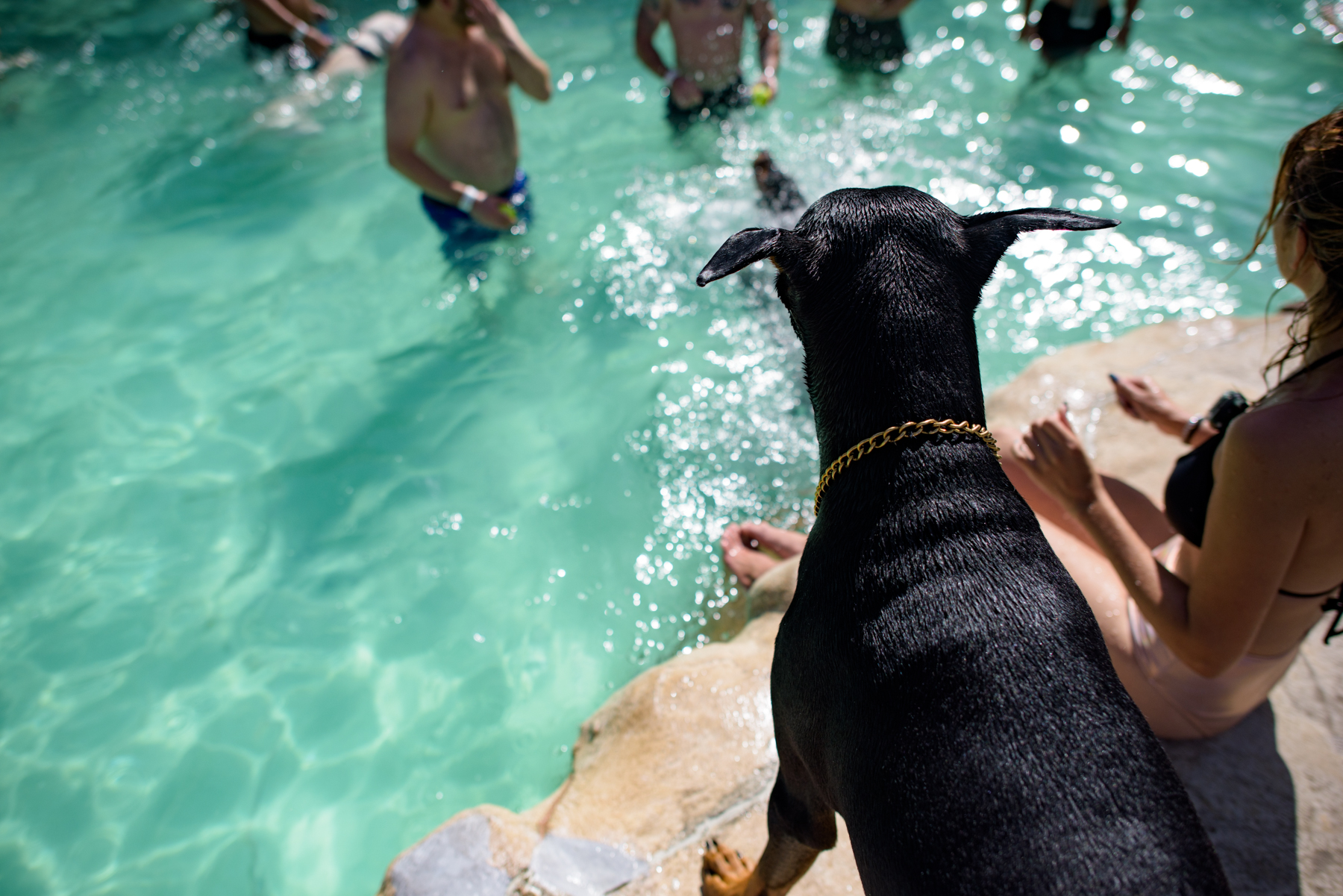 Paws-Pool-9.jpg