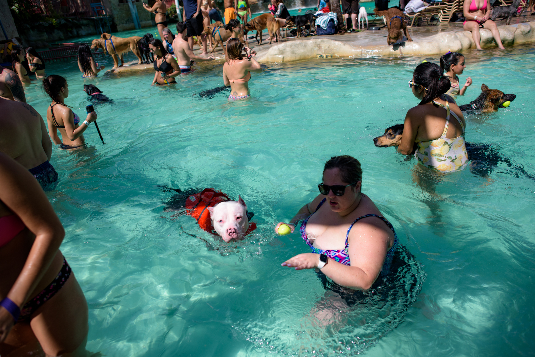 Paws-Pool-15.jpg