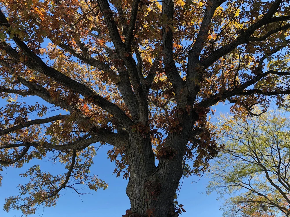 Nov update tree.jpg
