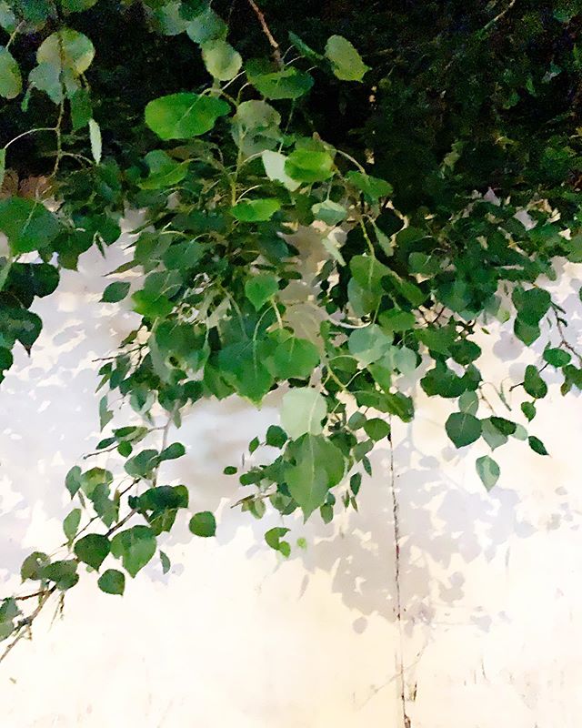 You don’t have to go far, you can stand very near #inyourownbackyard - #lookuplookdownlookallaround #standstillstaysilent #observe #practicethepause - #sapervedere
.
.
Assignment: document #personalvision capture #innerlandscape #withfeeling #inbetweenmoments #wabisabi #interiormonologue #witnesslife because hmmmmm uh-hum #thisisnotadressrehearsal
.
.
Salutations from #intheneighborhood #uppereastsidenyc #iphoneauteur #visualdiarist #thepersonalproject #photos by #RobertaFineberg