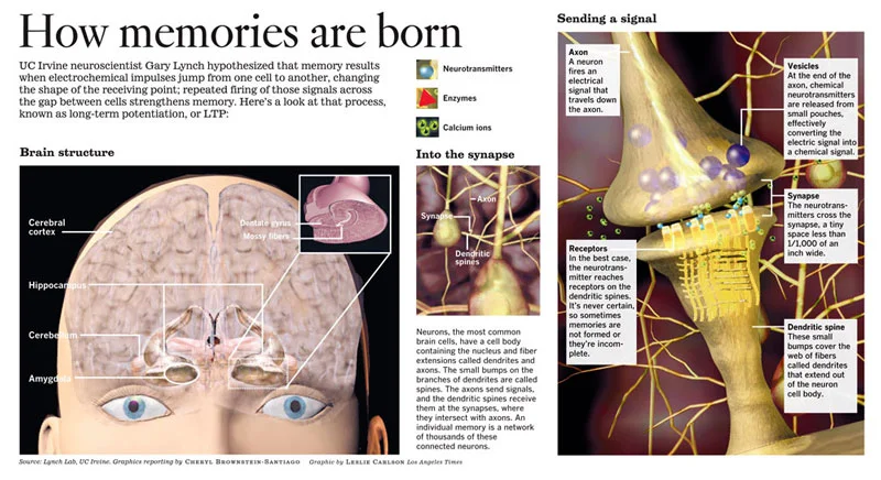 How memories are born