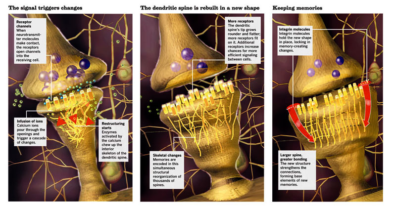 How memories are formed 2