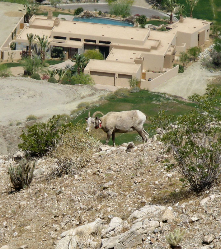 bighorn.jpg